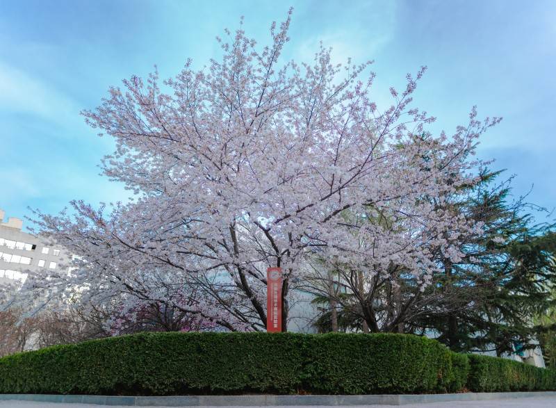 21年櫻花.jpg